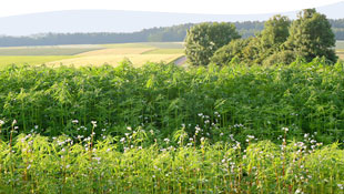 Walkenmühle Mühlenladen