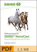 Heft Pferde gut versorgt