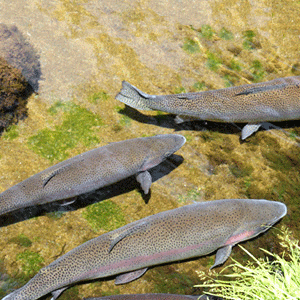 Forellen © Samueles, pixabay | Tauben © Skitterphoto, pixabay Forellen | Tauben