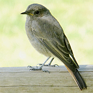 © I. Faulhaber, www.famede.de Vogel / Geflügel